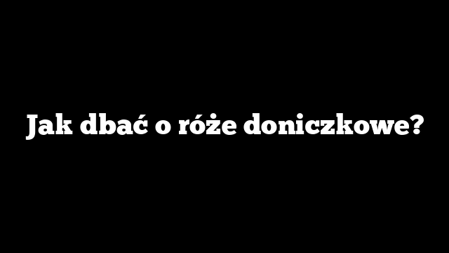 Jak dbać o róże doniczkowe?