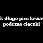 Jak długo pies krwawi podczas cieczki