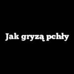 Jak gryzą pchły