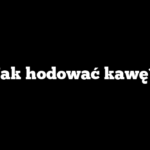 Jak hodować kawę?