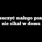 Jak nauczyć małego psa, żeby nie sikał w domu