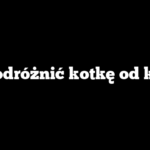 Jak odróżnić kotkę od kota?