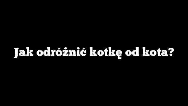 Jak odróżnić kotkę od kota?