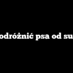 Jak odróżnić psa od suczki