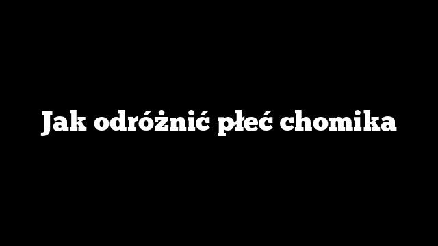 Jak odróżnić płeć chomika