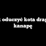 Jak oduczyć kota drapać kanapę