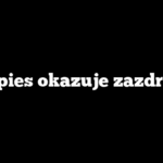 Jak pies okazuje zazdrość?