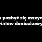 Jak pozbyć się mszycy z kwiatów doniczkowych