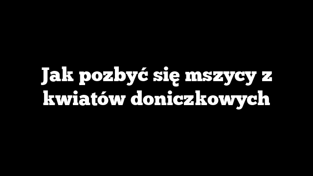 Jak pozbyć się mszycy z kwiatów doniczkowych