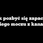 Jak pozbyć się zapachu kociego moczu z kanapy?