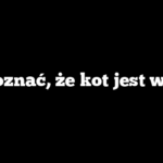 Jak poznać, że kot jest w ciąży