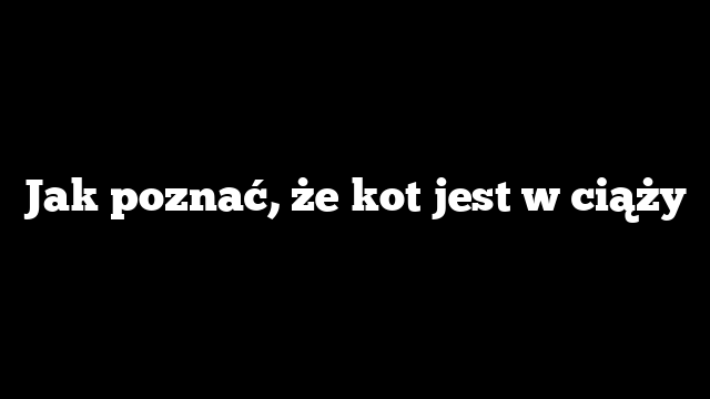 Jak poznać, że kot jest w ciąży
