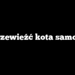 Jak przewieźć kota samolotem