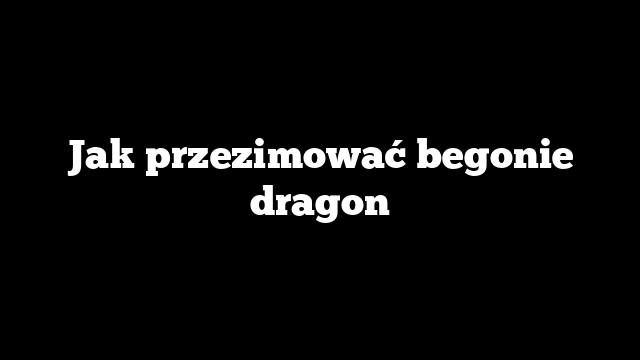 Jak przezimować begonie dragon