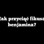 Jak przyciąć fikusa benjamina?