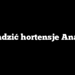 Jak sadzić hortensje Anabelle