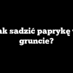 Jak sadzić paprykę w gruncie?