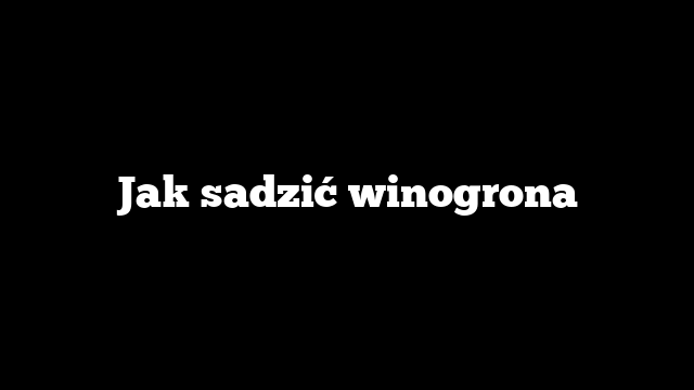 Jak sadzić winogrona