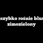 Jak szybko rośnie bluszcz zimozielony