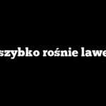 Jak szybko rośnie lawenda