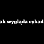 Jak wygląda cykada