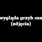 Jak wygląda grzyb szatan? (zdjęcia)