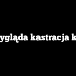 Jak wygląda kastracja kocura