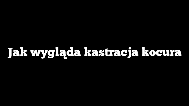 Jak wygląda kastracja kocura