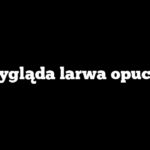 Jak wygląda larwa opuchlaka