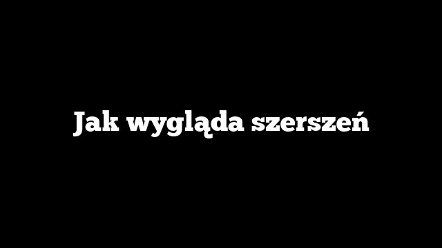 Jak wygląda szerszeń