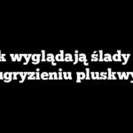 Jak wyglądają ślady po ugryzieniu pluskwy