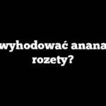 Jak wyhodować ananasa z rozety?