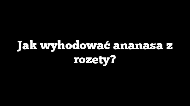 Jak wyhodować ananasa z rozety?