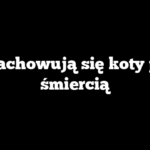 Jak zachowują się koty przed śmiercią