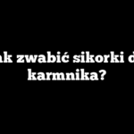 Jak zwabić sikorki do karmnika?