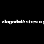 Jak złagodzić stres u psa