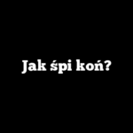 Jak śpi koń?