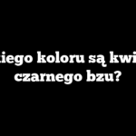 Jakiego koloru są kwiaty czarnego bzu?