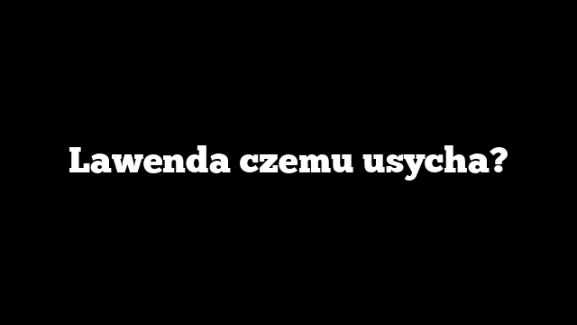 Lawenda czemu usycha?