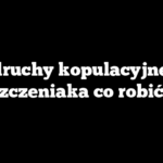 Odruchy kopulacyjne u szczeniaka co robić?