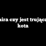 Pachira czy jest trująca dla kota