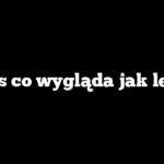 Pies co wygląda jak lew?