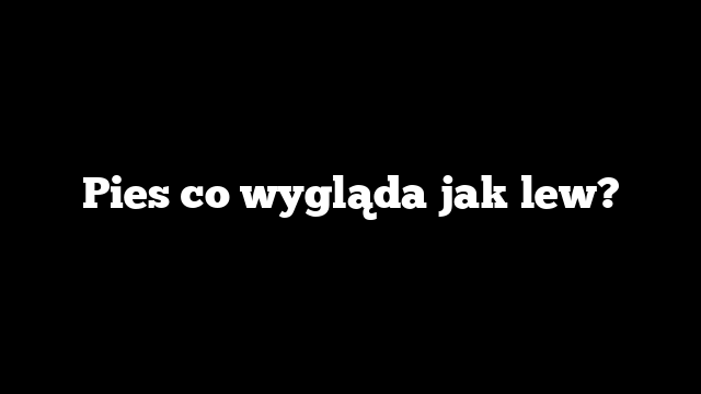 Pies co wygląda jak lew?