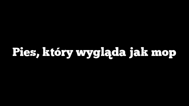 Pies, który wygląda jak mop