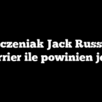 Szczeniak Jack Russell Terrier ile powinien jeść