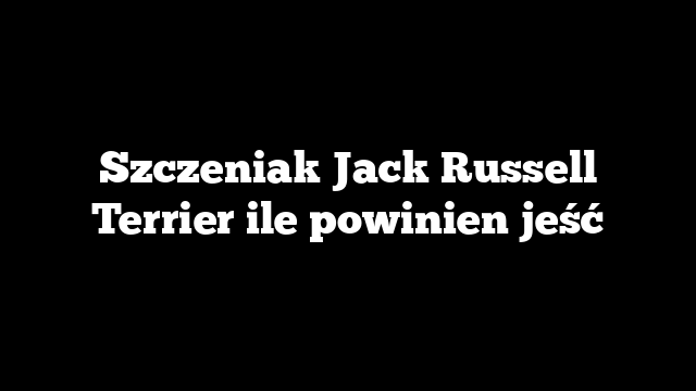 Szczeniak Jack Russell Terrier ile powinien jeść