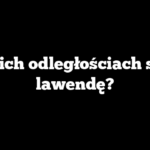 W jakich odległościach sadzić lawendę?